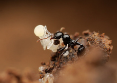 Lordomyrma