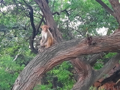 Macaca mulatta