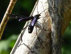 Pseudodeltaspis cyanea