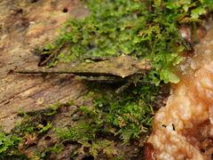 Scelimena novaeguineae