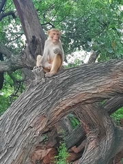 Macaca mulatta