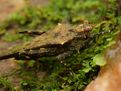 Scelimena novaeguineae