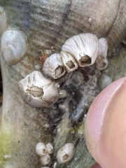 Amphibalanus venustus