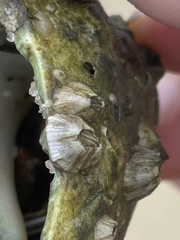 Amphibalanus venustus