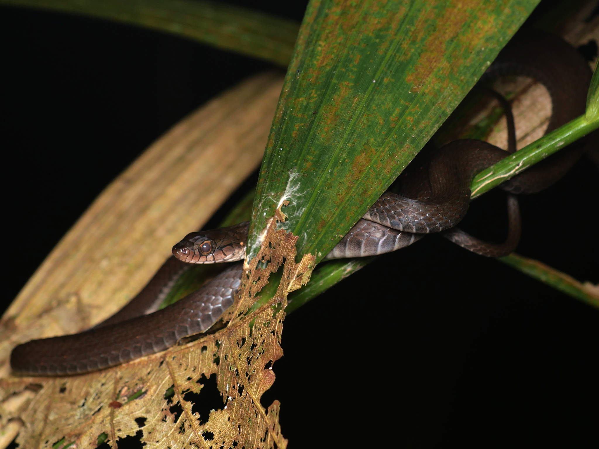 Many-Scaled Keelback photo 4