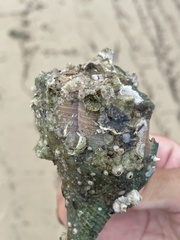 Amphibalanus venustus