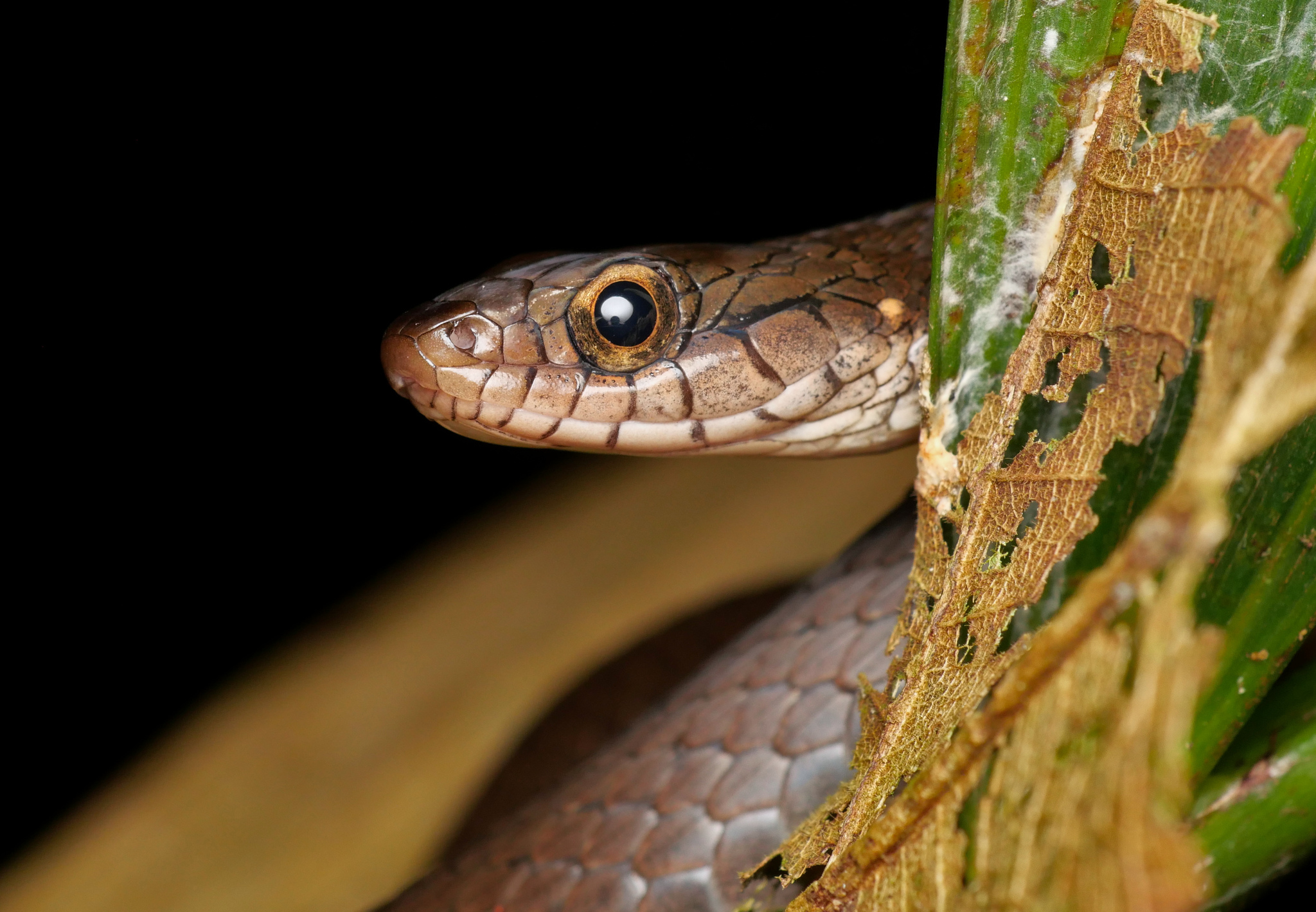 Many-Scaled Keelback photo 3