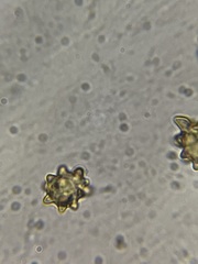 Inocybe margaritispora