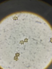 Inocybe margaritispora