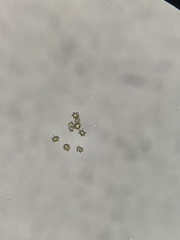 Inocybe margaritispora