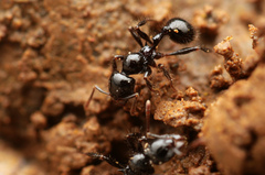 Lordomyrma