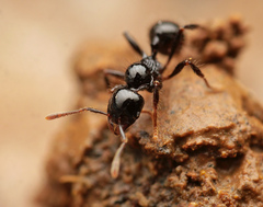 Lordomyrma