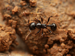Lordomyrma