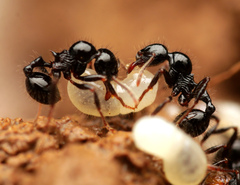 Lordomyrma