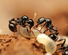 Lordomyrma