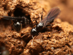 Lordomyrma
