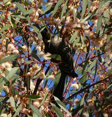 Anthochaera carunculata