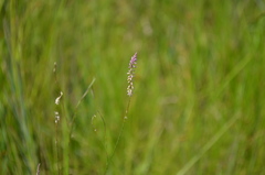 Polygala appendiculata
