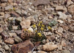 Draba incrassata