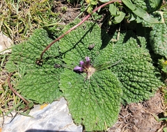 Phlomoides rotata