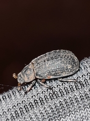 Trox scaber