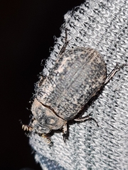 Trox scaber
