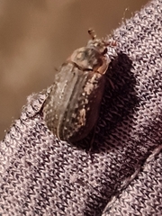 Trox scaber