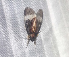 Sarbanissa transiens