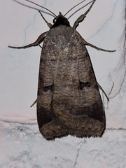 Lygephila