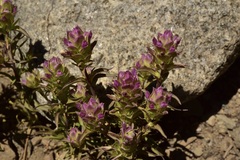 Orthocarpus cuspidatus cryptanthus