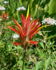 Castilleja miniata miniata