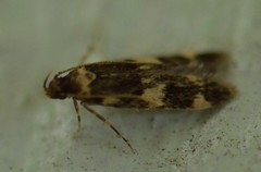 Oegoconia novimundi