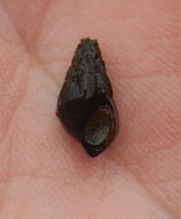 Elimia pybasii