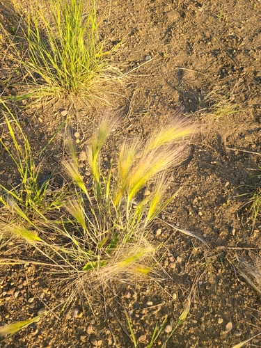 Foxtail Barley foliage