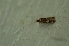 Oegoconia novimundi