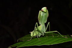 Macromantis hyalina
