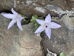 Campanula piperi