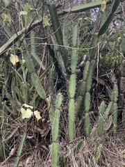 Armatocereus cartwrightianus