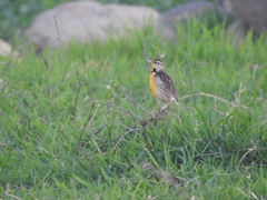 Sturnella magna auropectoralis