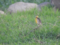 Sturnella magna auropectoralis