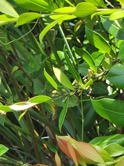 Lyonia lucida