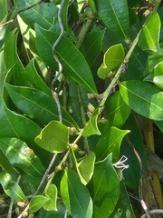 Lyonia lucida