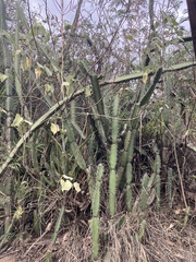 Armatocereus cartwrightianus