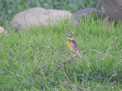 Sturnella magna auropectoralis