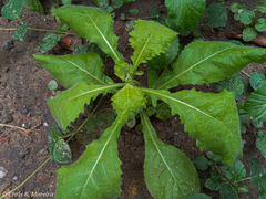 Pseudoconyza viscosa