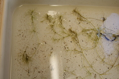 Najas gracillima