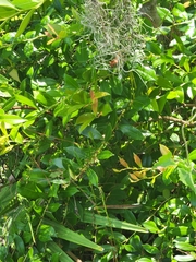 Lyonia lucida