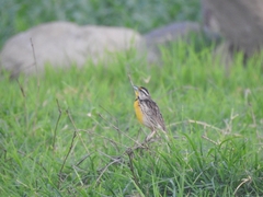 Sturnella magna auropectoralis