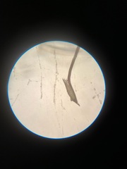 Najas gracillima