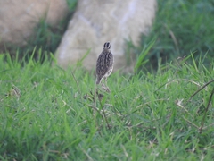 Sturnella magna auropectoralis